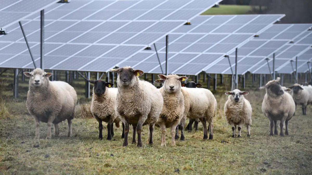 Solarpark Granheim PV-Anlage PV-Freiflächenanlage Photovoltaik Schafe Agri-PV