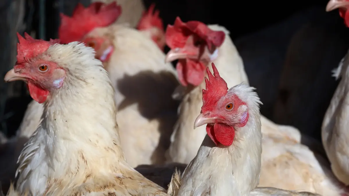 Legehennen auf Biobauernhof: ARCHIV - 19.03.2025, Bayern, Ruderatshofen: Legehennen stehen im Freigehege eines Bio-Bauernhofes vor ihrem Stall. (zu dpa: «Vogelgrippe: Harz hebt Stallpflicht für Geflügel auf») Foto: Karl-Josef Hildenbrand/dpa +++ dpa-Bildfunk +++