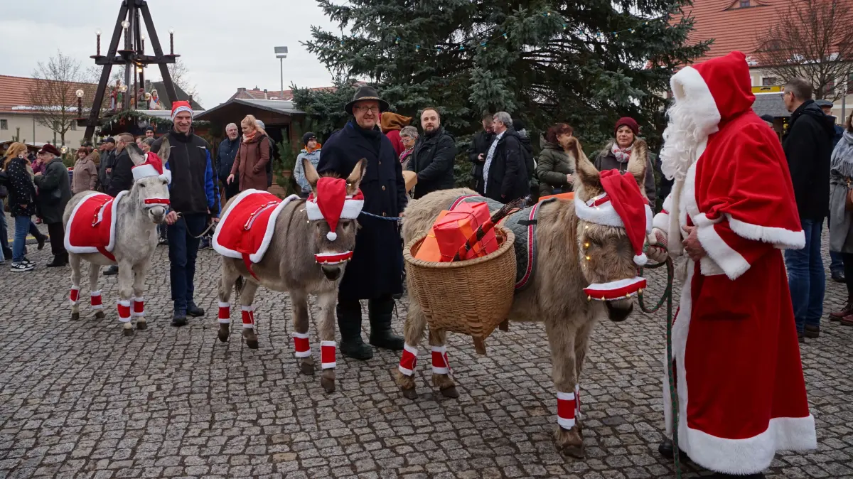 Es gibt Traditionen, die kennt jedes Kind: In Großräschen ist der Weihnachtsmann mit Eseln unterwegs.