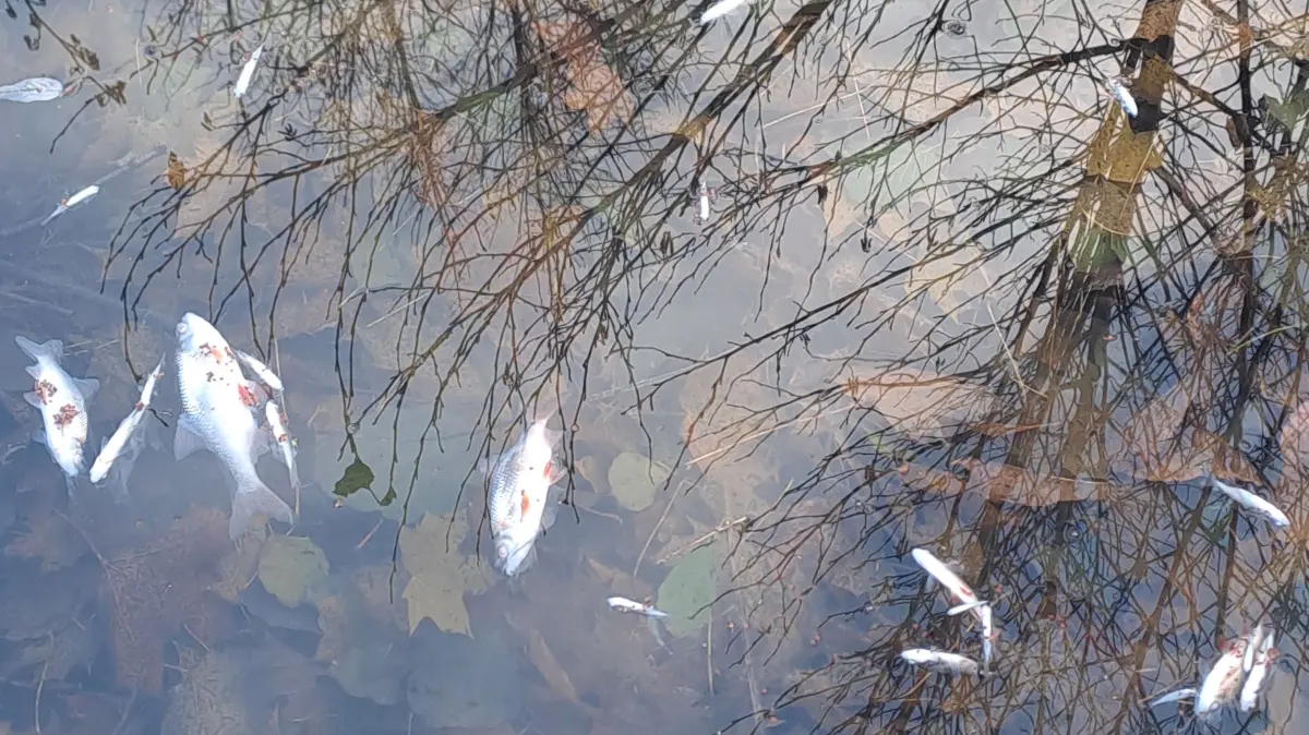 Laub in den Straupitzer Gewässern fault und entzieht dem Wasser Sauerstoff. Fische können darin nicht überleben und es stinkt.
