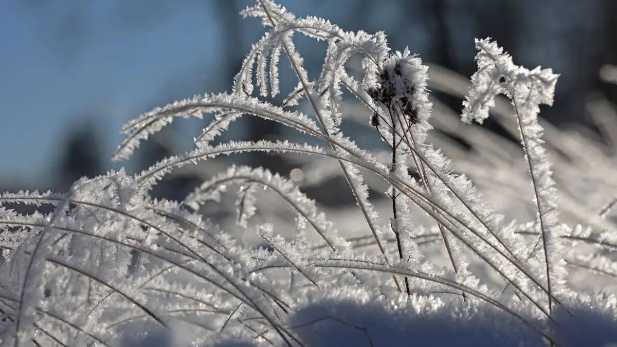 Frost in Sachsen-Anhalt