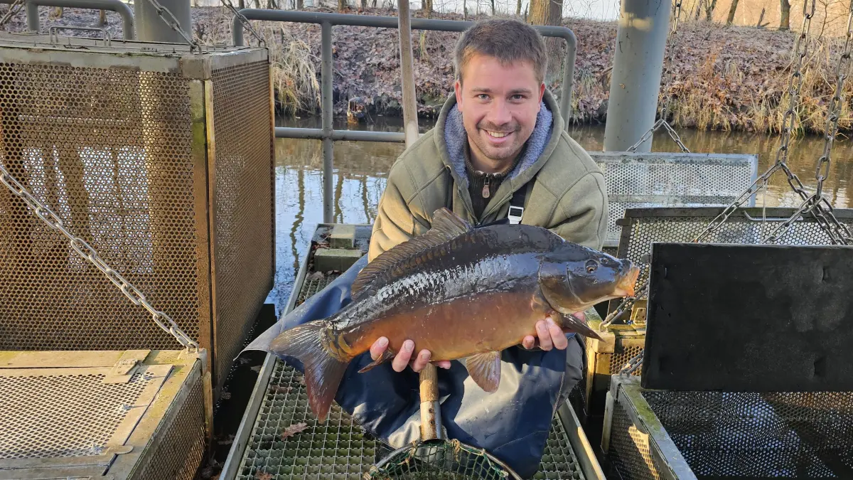 Karpfen kommt auch in diesem Jahr wieder bei vielen zu Weihnachten oder Silvester als Traditionsessen auf den Tisch. Fischwirtschaftsmeister Lars Krüger zeigt ein etwa fünf Kilo großes Prachtexemplar. Am Glinziger Oberteich werden sie unter der zertifizierten Dachmarke Peitzer Karpfen direkt vermarktet.