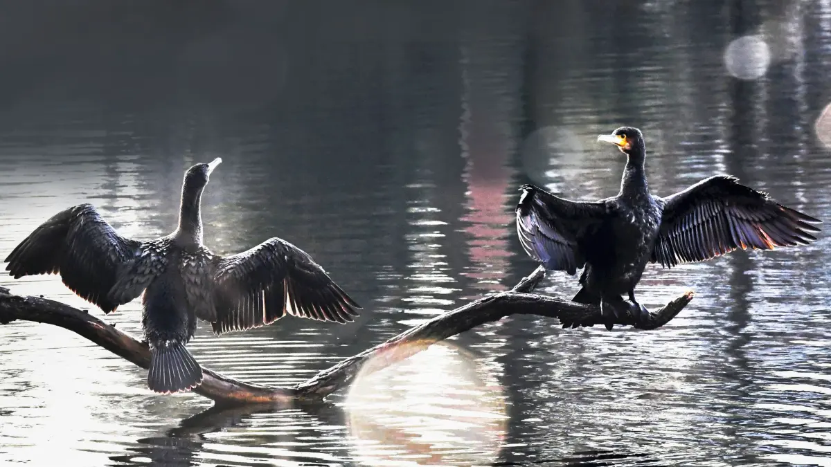Kormorane breiten am 16.01.2018 in Berlin auf einem Baumstamm im Schlachtensee ihre Flügel aus. Foto: Paul Zinken/dpa +++(c) dpa - Bildfunk+++