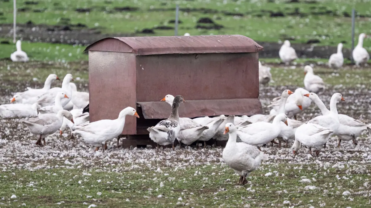 Vogelgrippe: Agrarministerin rechnet mit weiteren Fällen: ARCHIV - 22.10.2025, Brandenburg, Kremmen: Auf einem von Geflügelpest betroffenen Hof laufen Gänse über das Feld. (zu dpa: «Vogelgrippe: Agrarministerin rechnet mit weiteren Fällen») Foto: Fabian Sommer/dpa +++ dpa-Bildfunk +++