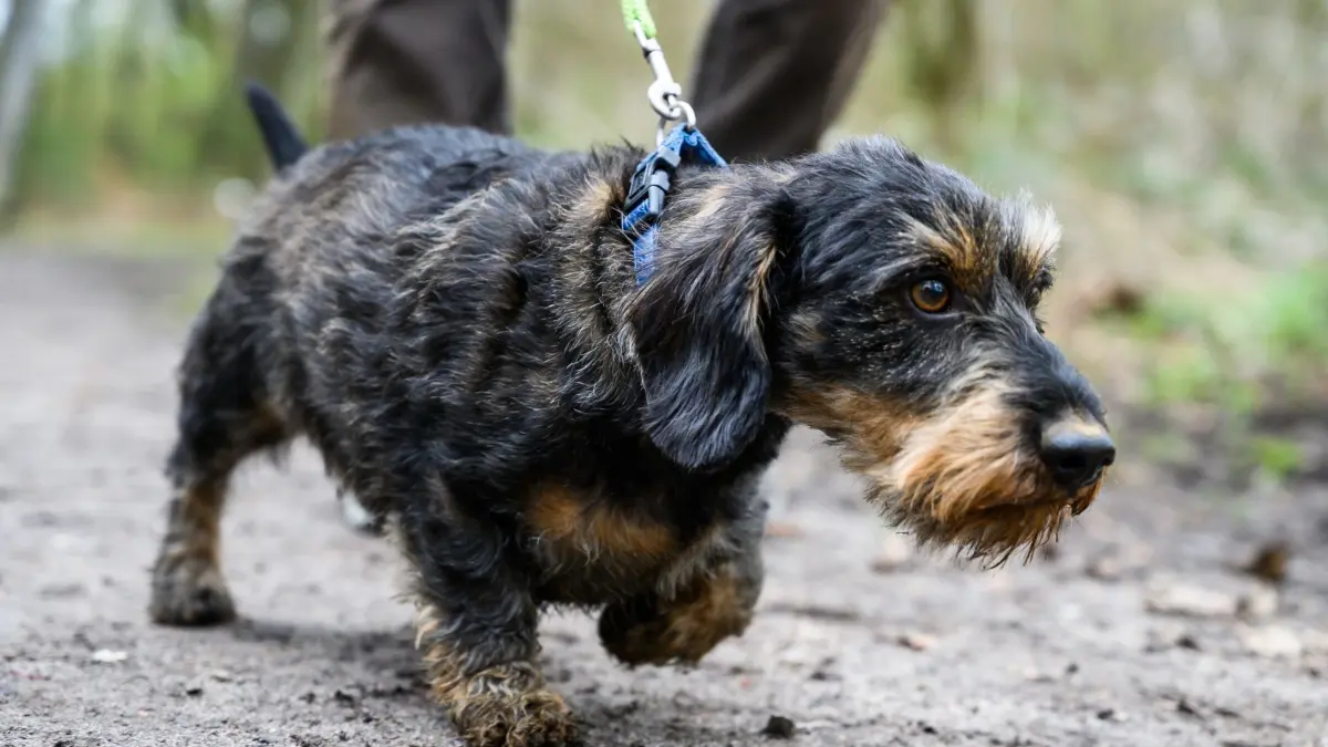 Hunde müssen wieder an die Leine: ARCHIV - 26.03.2019, Niedersachsen, Hannover: Ein Mann geht mit seinem Hund Django, ein fünf Jahre alter Rauhaardackel, spazieren. (zu dpa: «Vergiftete Leberwurst-Brötchen verteilt? Polizei warnt») Foto: Christophe Gateau/dpa +++ dpa-Bildfunk +++