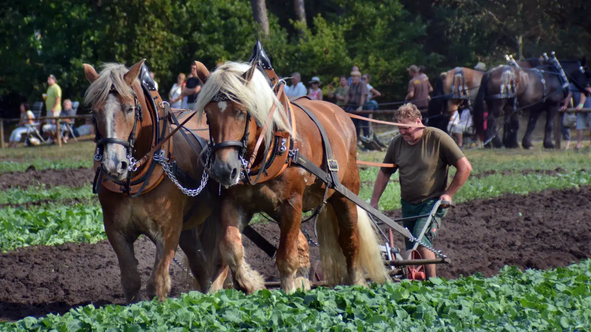 Frank Trogisch hat schon mehrere Meisterschaften im Gespannpflügen organisiert und an diesen auch selbst teilgenommen. Holt der Landwirt die Europameisterschaft ins kleine Muckwar im Oberspreewald-Lausitz-Kreis?