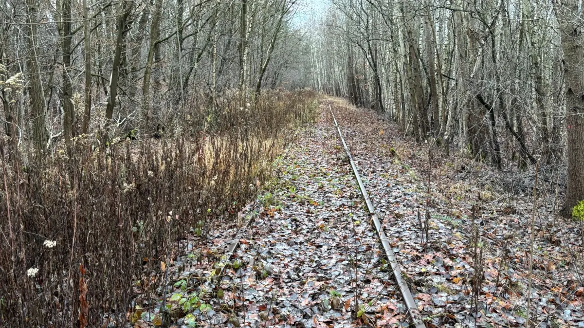 Fast von der Natur vereinnahmt wird das Bahngleis zwischen Lauchhammer-Ost und Lauchhammer-Süd. Es wurde bereits vor rund 40 Jahren gebaut. Auch Züge fuhren dort entlang.