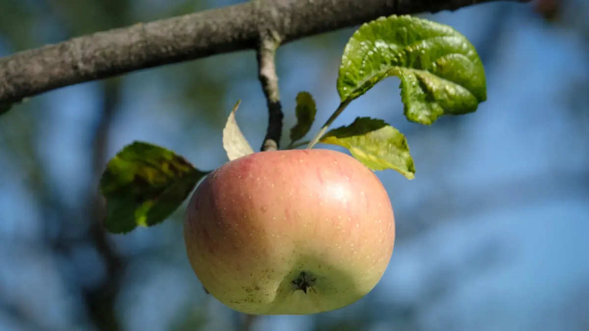 Meistgeerntetes Baumobst: Deutschland feiert den Apfel mit Aktionstag: Apfel an einem Zweig (Foto vom 08.09.2020). Oft regional erzeugt, vielfaeltig und gesund: Darauf will die Bundesvereinigung der Erzeugerorganisationen Obst und Gemuese mit dem "Tag des Apfels" am Sonntag (11. Januar) deutschlandweit mit Aktionen aufmerksam machen. Neben dem Alten Land bei Hamburg und seinem Zentrum in Jork liegt die bundesweit bedeutendste Anbauregion in Baden-Wuerttemberg am Bodensee. Allerhand Wissenswertes ueber ein Obst der Superlative, ueber die inneren Werte alter Sorten und neuer Zuechtungen. Und was man alles mit Aepfeln machen kann. (Siehe epd-Bericht vom 09.01.2026) *** Local Caption *** 00440337
