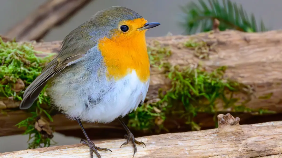 Zählung der Wintervögel: 09.01.2026, Brandenburg, Sieversdorf: Ein Rotkehlchen (Erithacus rubecula) sitzt auf einem Ast. Jetzt ist eine gute Zeit, um Vogelhäuschen mit Körnern zu bestücken. Bei Frost und Schnee nutzen Spatzen, Meisen und Co das Futter. Der Naturschutzbund Deutschland (NABU) ruft an diesem Wochenende wieder zur Zählung der Wintervögel auf. Die 16. Zählung der Wintervögel findet vom 9. bis 11. Januar statt. Foto: Patrick Pleul/dpa +++ dpa-Bildfunk +++