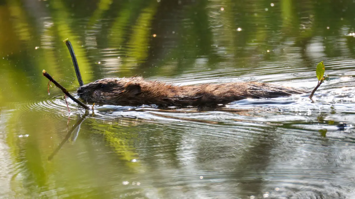 Biber: ARCHIV - 16.08.2024, Baden-Württemberg, Riedlingen: Ein Biber schwimmt mit einem Ast im Maul durch die Donau. (zu dpa: «Land erleichtert Abschuss von Problem-Bibern») Foto: Thomas Warnack/dpa +++ dpa-Bildfunk +++