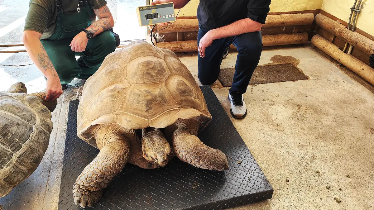 Galapagos Riesenschildkröte Bert bringt 126 Kilogramm auf die Waage. Dennoch will ihm Partnerin Jolante den Platz auf dem Gerät streitig machen.