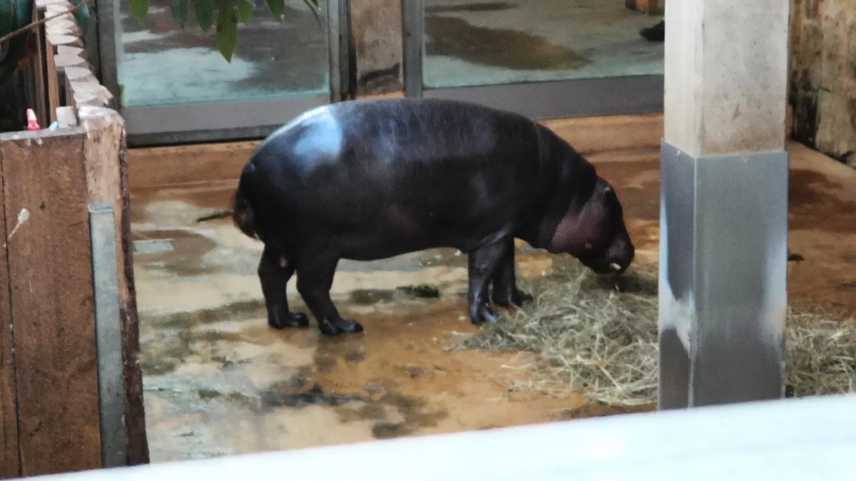 Zwergflusspferd Hombori lässt sich von der Aufregung bei der Zooinventur nicht anstecken. Er frisst einfach laut schmatzend weiter.