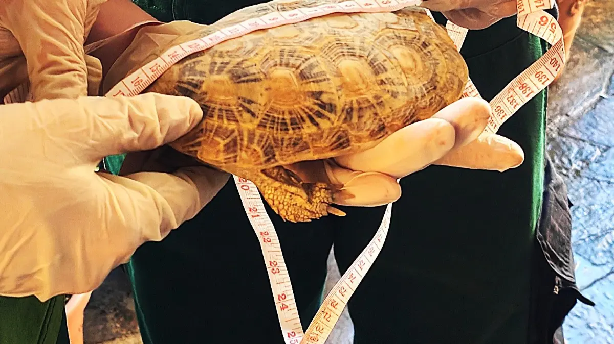 Das Vermessen der Spaltschildkröten erwies sich als deutlich einfacher.