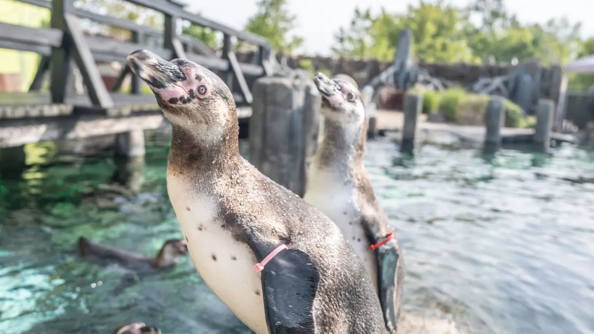 Die Attraktion, die sonst kein Bad hat. Die rund 30 Pinguine der Spreewelten faszinieren die Besucher nach wie vor.