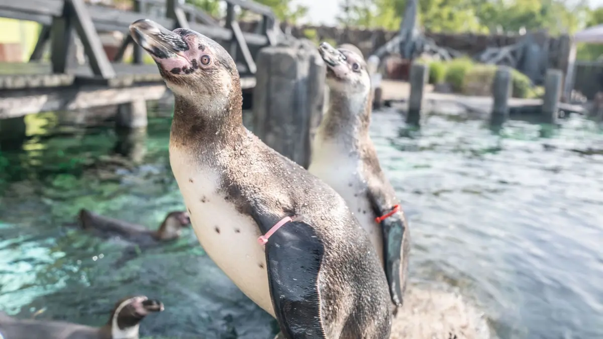 Die Attraktion, die sonst kein Bad hat. Die rund 30 Pinguine der Spreewelten faszinieren die Besucher nach wie vor.