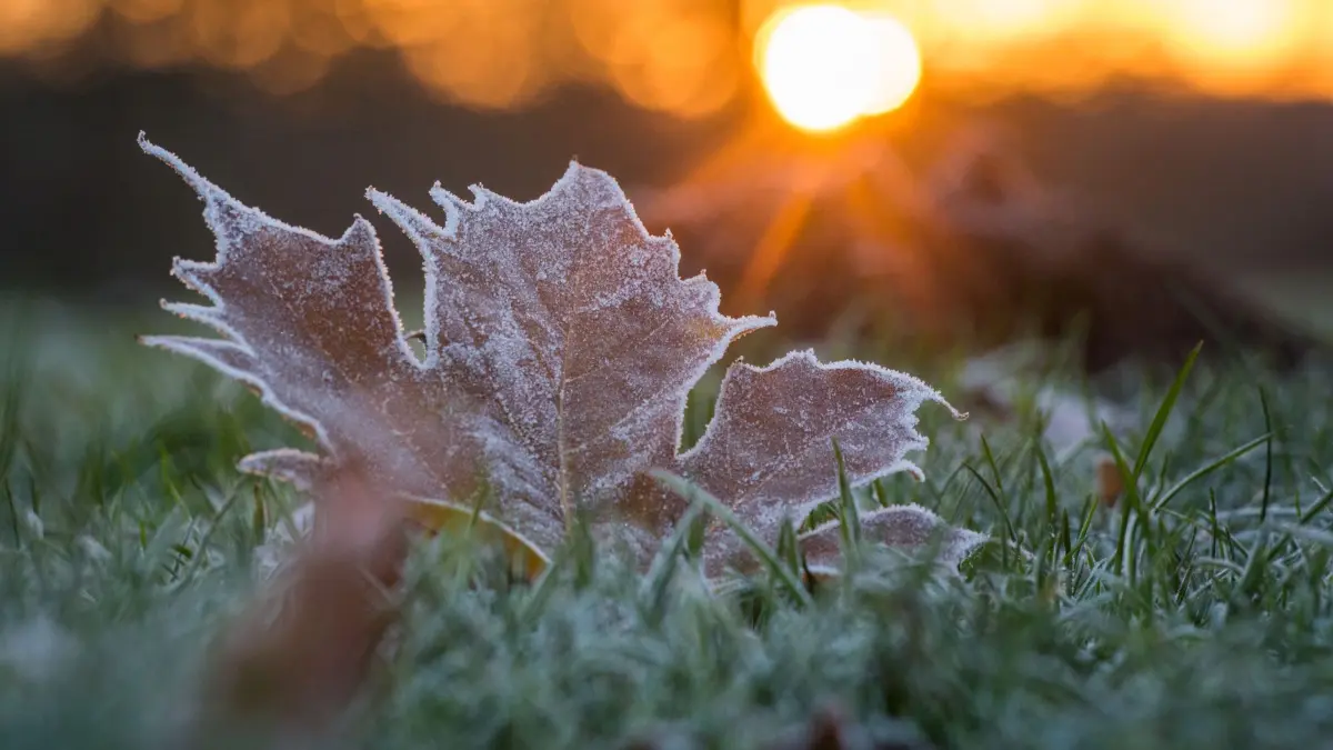 Frost bis minus 11 Grad in Sachsen, dann 27 Grad: Wetterumschwung in Dresden — image 4
