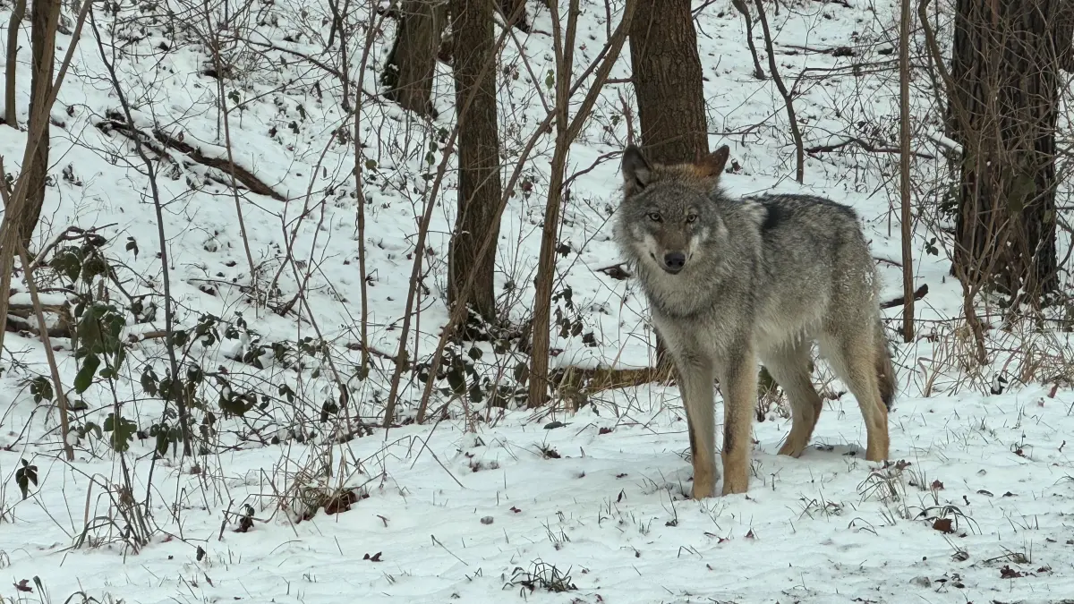 Wolf in Spremberg
