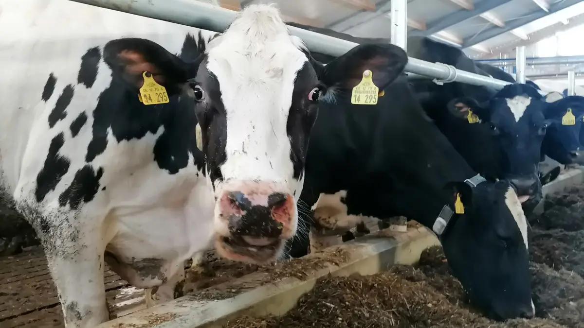 Ein moderner Rinderstall in Prösen. Haben es die heimischen Landwirte bald mit noch mehr Rindfleischimporten aus Südamerika zu tun?