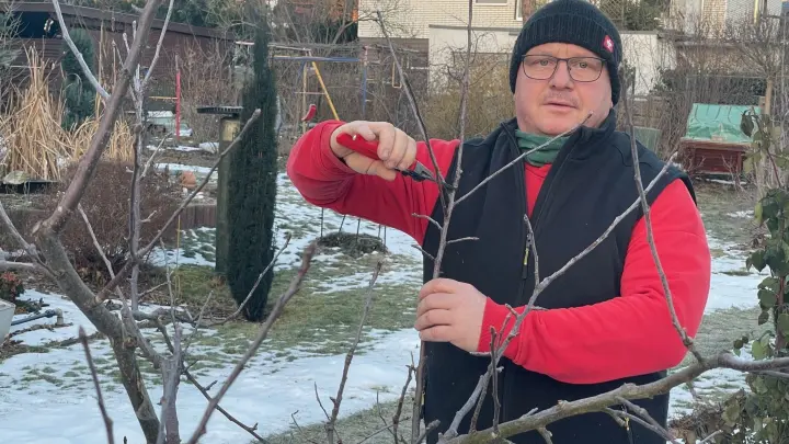 Jetzt Bäume schneiden? Das rät der Experte