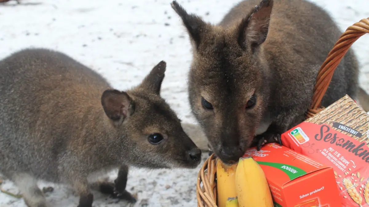 Das Abschiedsgeschenk aus Zaue kommt nicht nur bei Känguru Olaf, sondern auch bei seinen neuen Mitbewohnern im Tierpark Cottbus gut an.