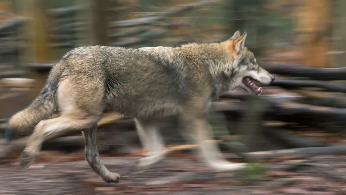 Seit Dezember 2025 ist es bei Seelow zu wiederholten Wolfsattacken auf eine Schafherde gekommen. Der Landkreis hat nun die Genehmigung für die Entnahme dieses sogenannten Problemwolfs erteilt.