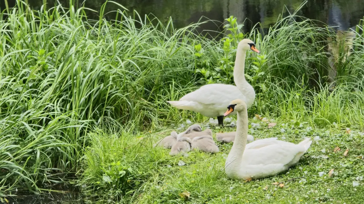 Ein Schwanenpaar an der Schleuse in Königs Wusterhausen im Juni 2025. Tote Tiere in Mittenwalde haben Folgen für die Geflügelhalter in der Region. (Archivbild)