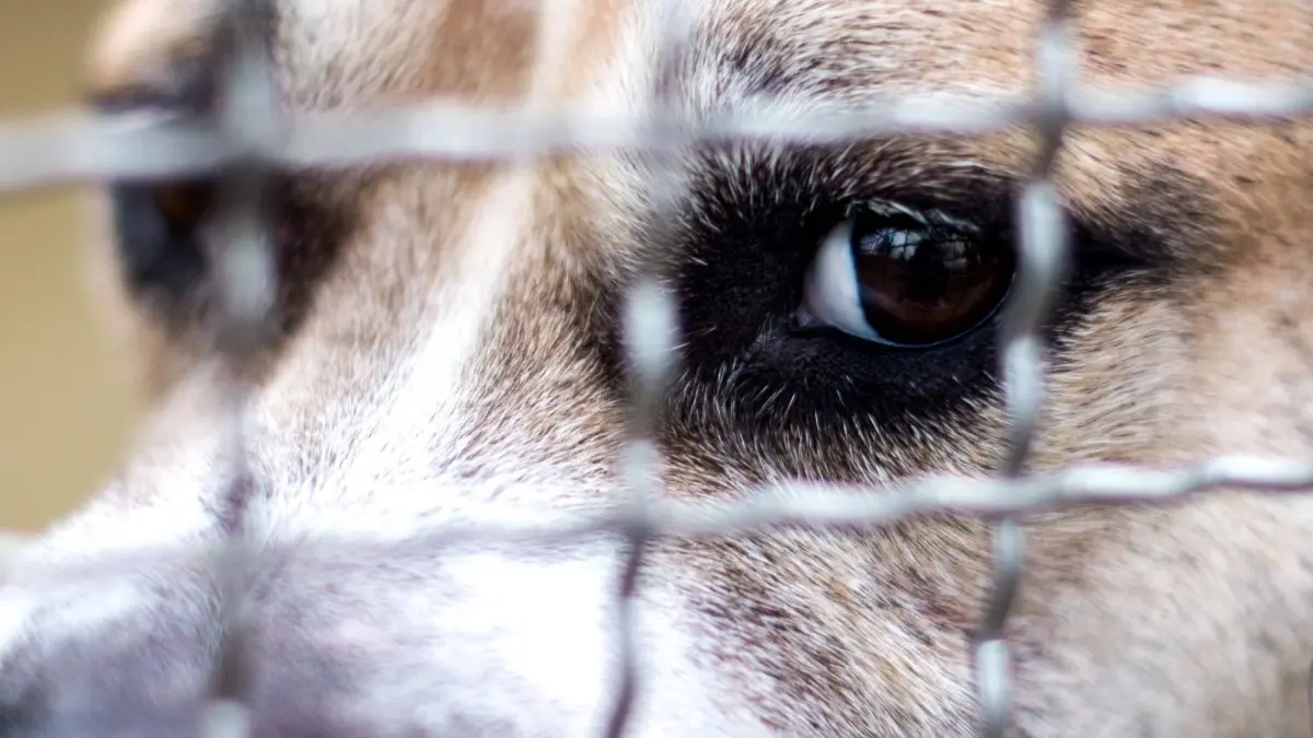 Warum Hunde Menschen angreifen: ARCHIV - 09.04.2018, NA, Laatzen: Die Augen des Staffordshire-Terrier-Mischlings «Chico» sind hinter den Gitterstäben in einem Gehege im Tierheim zu sehen. Die Zahl der als gefährlich eingestuften Hunde in Rheinland-Pfalz ist in den vergangenen Jahren deutlich gesunken. Zugenommen haben nach Angaben der Aufsichts- und Dienstleistungsdirektion (ADD) aber die Beißunfälle. (zu dpa: «Warum Hunde Menschen angreifen») Foto: Hauke-Christian Dittrich/dpa +++ dpa-Bildfunk +++