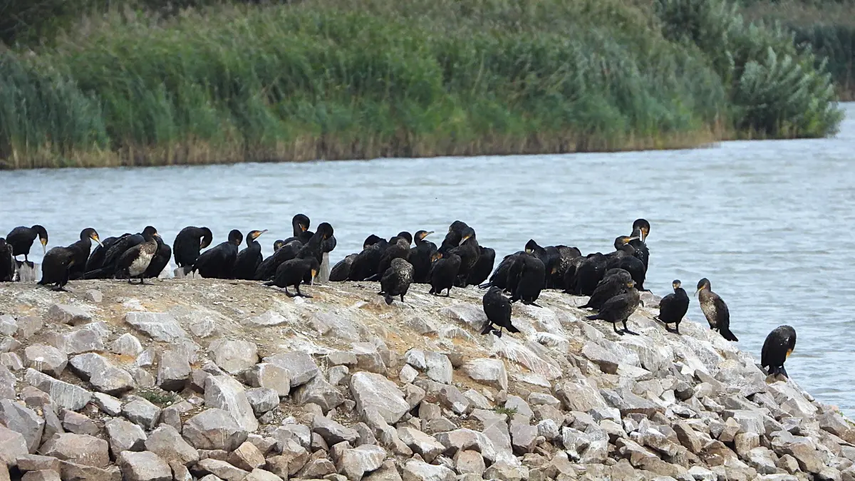 Eine Gruppe von Kormoranen belagert einen Karpfenteich.