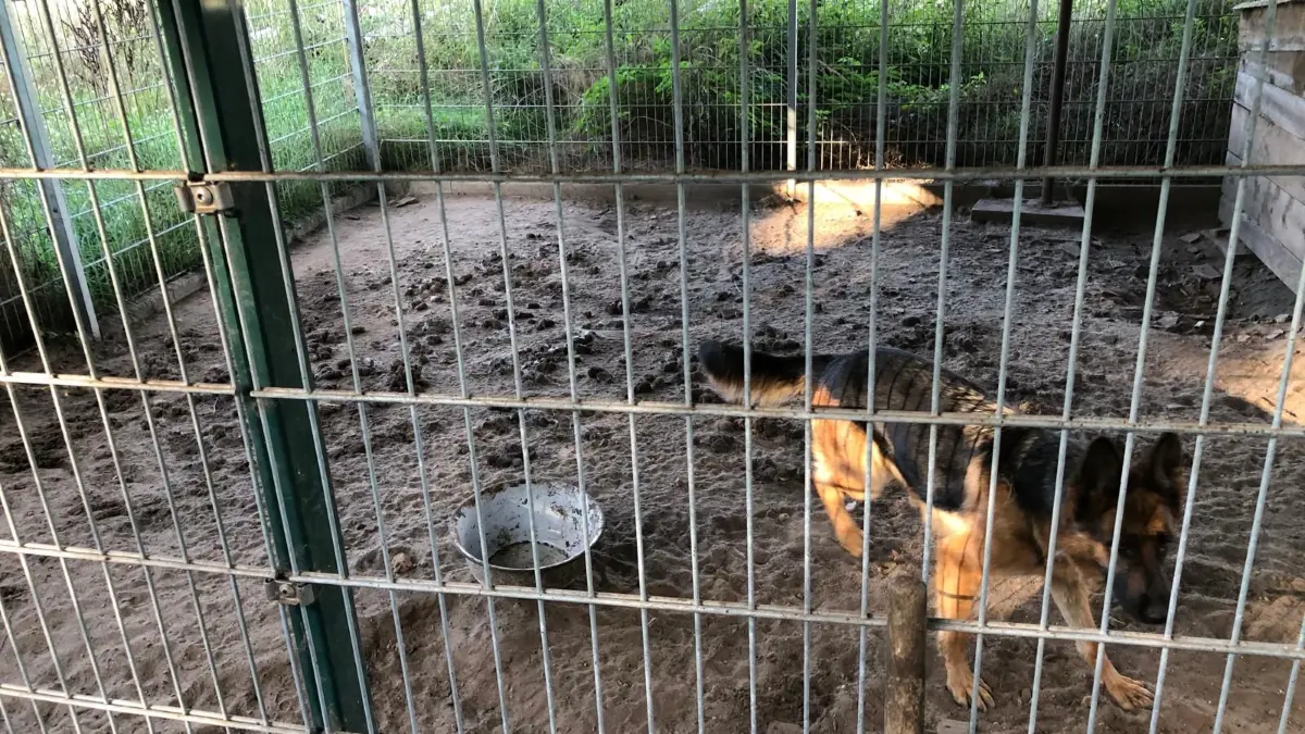 So wurden die Hunde in dem Zwinger gehalten.