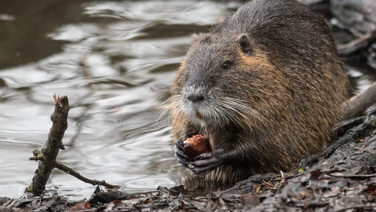 Nutria auf Futtersuche: ARCHIV - 28.01.2019, Hessen, Mörfelden-Walldorf: Eine Nutria frisst am Rande eines Teiches eine Kastanie. (zu dpa: «Zu viele Nutrias - Landkreis gibt 150.000 Euro für Fallen») Foto: Boris Roessler/dpa +++ dpa-Bildfunk +++