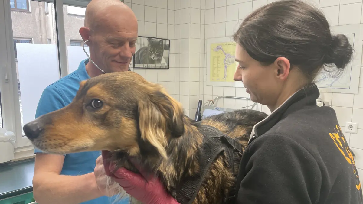 Tierarzt Dr. Ekkehart Stamnitz und die Tiermedizinische Fachangestellte Elisa Oschkinat untersuchen den Mischlingsrüden Bruno. Die neue Tierarztpraxis bringt neue Angebote nach Doberlug-Kirchhain.