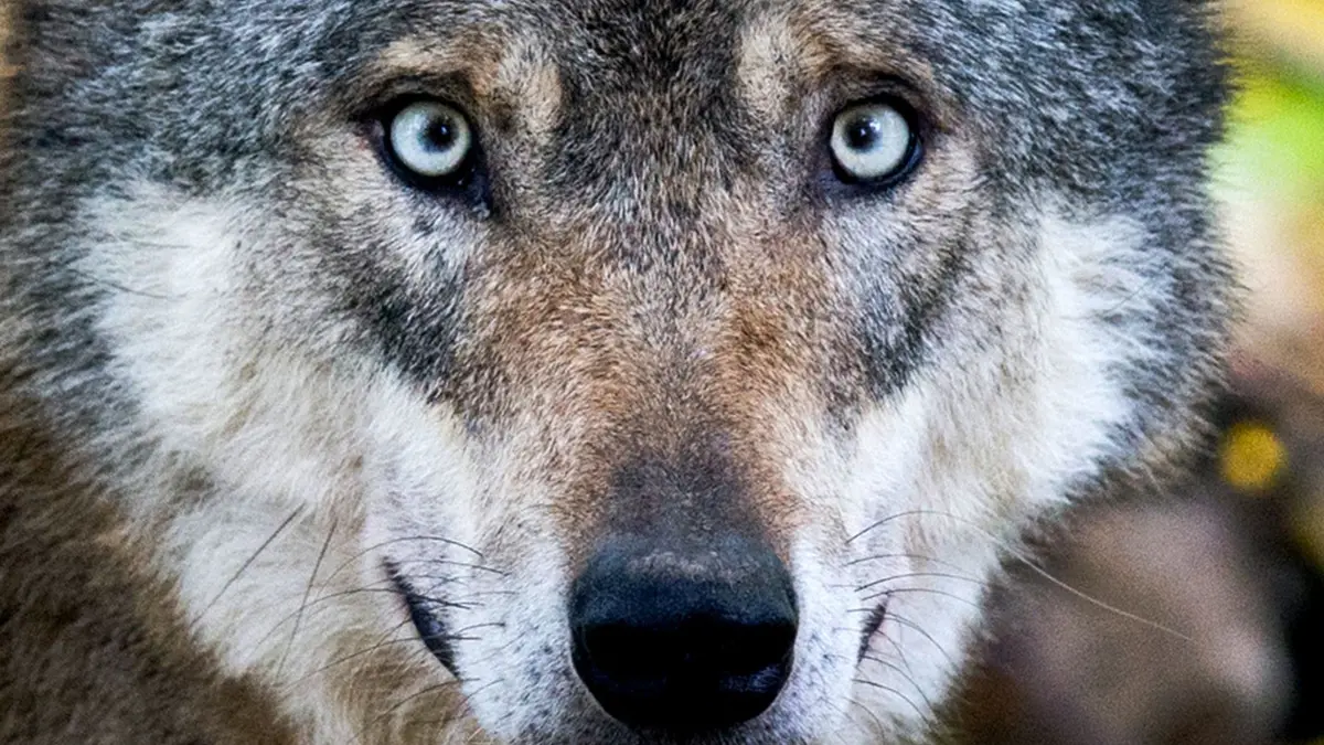 Wolf: ILLUSTRATION - 29.10.2015, Niedersachsen, Springe: ILLUSTRATION: 29.10.2015, Niedersachsen, Springe: Ein Wolf steht am 29.10.2015 in einem Gehege in Springe. (zu dpa: «Wolf im Lausitz-Ort Weskow sucht Futter - Tier vergrämt») Foto: Julian Stratenschulte/dpa +++ dpa-Bildfunk +++