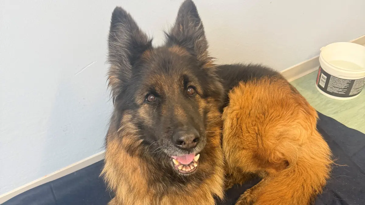 Dieser Schäferhund war der Polizei in Görlitz an der Grenze zu Polen zugelaufen. Sie saß vorher offenbar in einem gestohlenen Auto.
