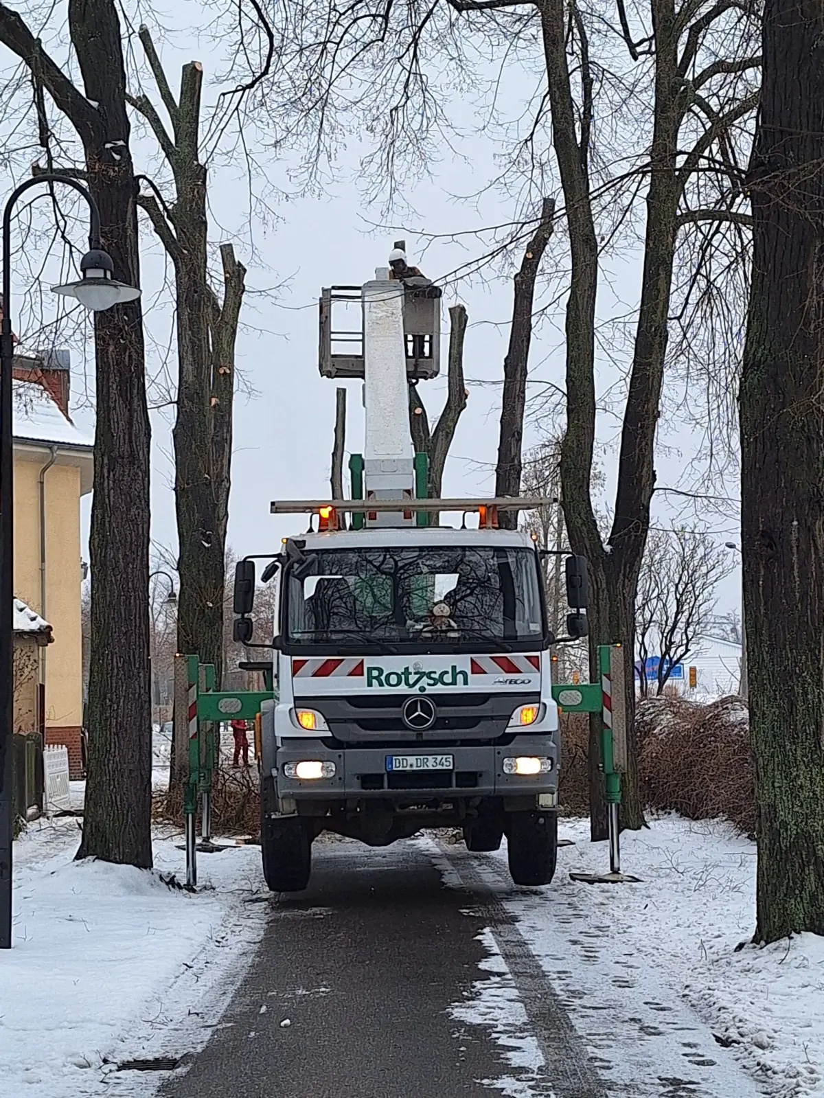 Bis Ende Februar werden die 25 alten Krimlinden im Südostabschnitt der Briesker Ringstraße verschwunden sein. Die Nachpflanzungen sind bereits geplant.