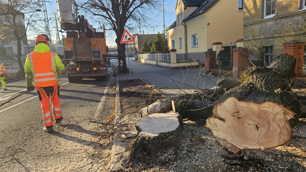 Auftakt der Fällarbeiten in der Bahnhofstraße: Von der ersten Linde ist nur noch der Stumpf zu sehen.