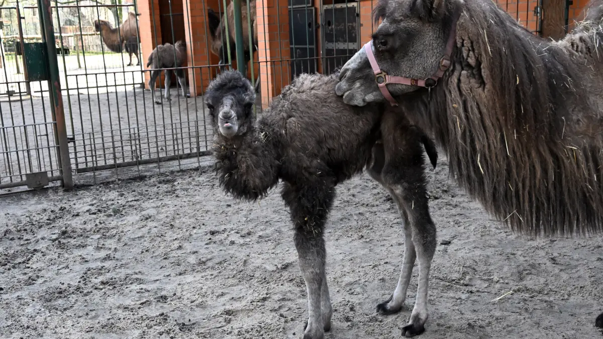 Tierpark Trampeltiernachwuchs: vorn: Rocco und Mutter Khashuri (7), hinten: Mina und Mutter Malia (8)
Mina und Rocco verstärken die Trampeltierfamilie
Passend zu den steigenden Temperaturen können sich die Besucher des Cottbuser Tierparks über doppelten Nachwuchs bei den zweihöckrigen Kamelen oder Trampeltieren freuen. Am 20. Februar wurde das Stutenfohlen Mina von „Malia“ und am 22. Februar das Hengstfohlen Rocco von „Khashuri“ geboren, die ihre Namen übrigens von einem Paten der Stutenmutter bzw. von ihren Tierpflegerinnen erhalten haben. Dank der Fürsorge ihrer Mütter und den erfahrenden Tierpflegern sind beide Fohlen inzwischen auf einem guten Weg und wachsen prächtig heran. Wie Tierpflegerin Yvonne Weigelt versicherte, hatte die eisige Kälte, die im Februar noch herrschte, dem jüngsten Tierparknachwuchs nichts ausgemacht, sie kamen über Nacht im kuschlig warmen mit Gummimatten und Stroh ausgelegten Stall zur Welt. Außerdem seien Trampeltiere sehr robust, denn sie sind Haustiere innerasiatischer Steppengebiete und wurden und werden als Tragtiere sowie als Lieferanten von Milch, Wollhaaren und Fleisch genutzt. In den ersten Tagen sei es sehr wichtig, dass sie schnell „auf die Beine“ kommen und viel Muttermilch trinken. Das habe auch diesmal recht gut geklappt.