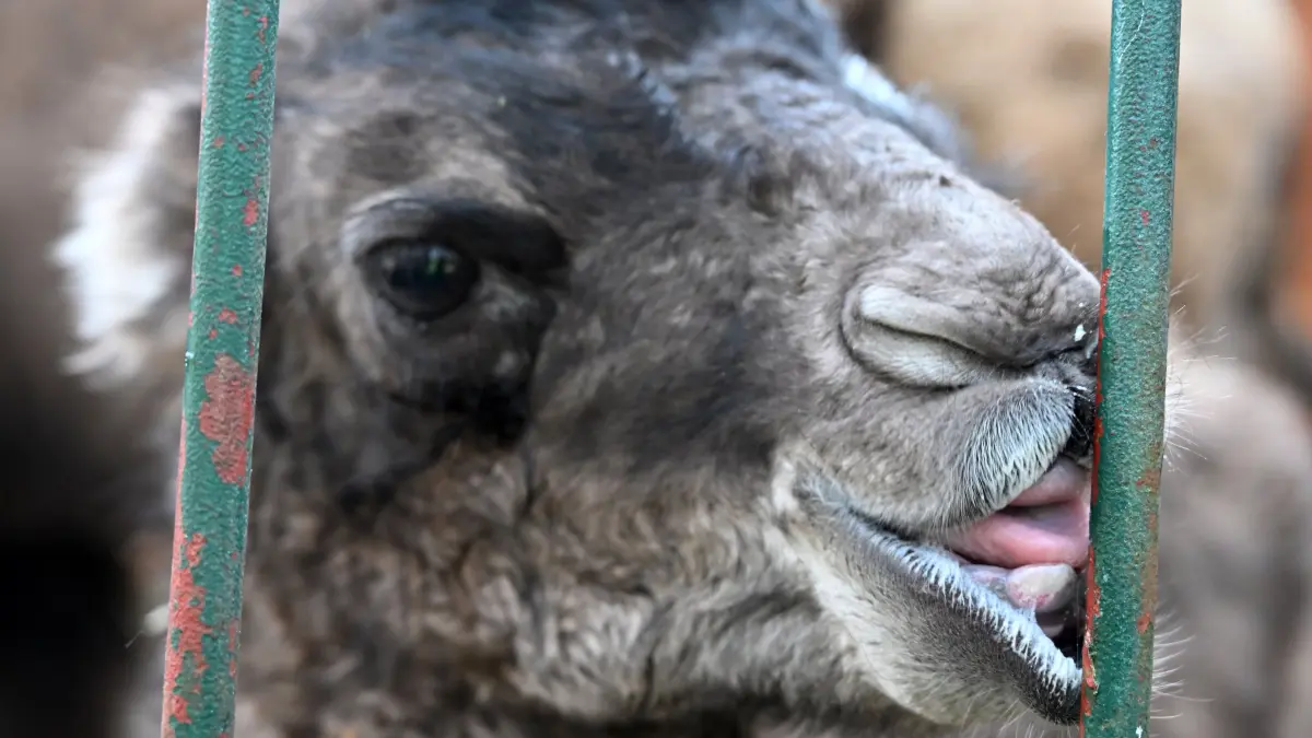 Tierpark Trampeltiernachwuchs: vorn: Rocco und Mutter Khashuri (7), hinten: Mina und Mutter Malia (8)
Mina und Rocco verstärken die Trampeltierfamilie
Passend zu den steigenden Temperaturen können sich die Besucher des Cottbuser Tierparks über doppelten Nachwuchs bei den zweihöckrigen Kamelen oder Trampeltieren freuen. Am 20. Februar wurde das Stutenfohlen Mina von „Malia“ und am 22. Februar das Hengstfohlen Rocco von „Khashuri“ geboren, die ihre Namen übrigens von einem Paten der Stutenmutter bzw. von ihren Tierpflegerinnen erhalten haben. Dank der Fürsorge ihrer Mütter und den erfahrenden Tierpflegern sind beide Fohlen inzwischen auf einem guten Weg und wachsen prächtig heran. Wie Tierpflegerin Yvonne Weigelt versicherte, hatte die eisige Kälte, die im Februar noch herrschte, dem jüngsten Tierparknachwuchs nichts ausgemacht, sie kamen über Nacht im kuschlig warmen mit Gummimatten und Stroh ausgelegten Stall zur Welt. Außerdem seien Trampeltiere sehr robust, denn sie sind Haustiere innerasiatischer Steppengebiete und wurden und werden als Tragtiere sowie als Lieferanten von Milch, Wollhaaren und Fleisch genutzt. In den ersten Tagen sei es sehr wichtig, dass sie schnell „auf die Beine“ kommen und viel Muttermilch trinken. Das habe auch diesmal recht gut geklappt.