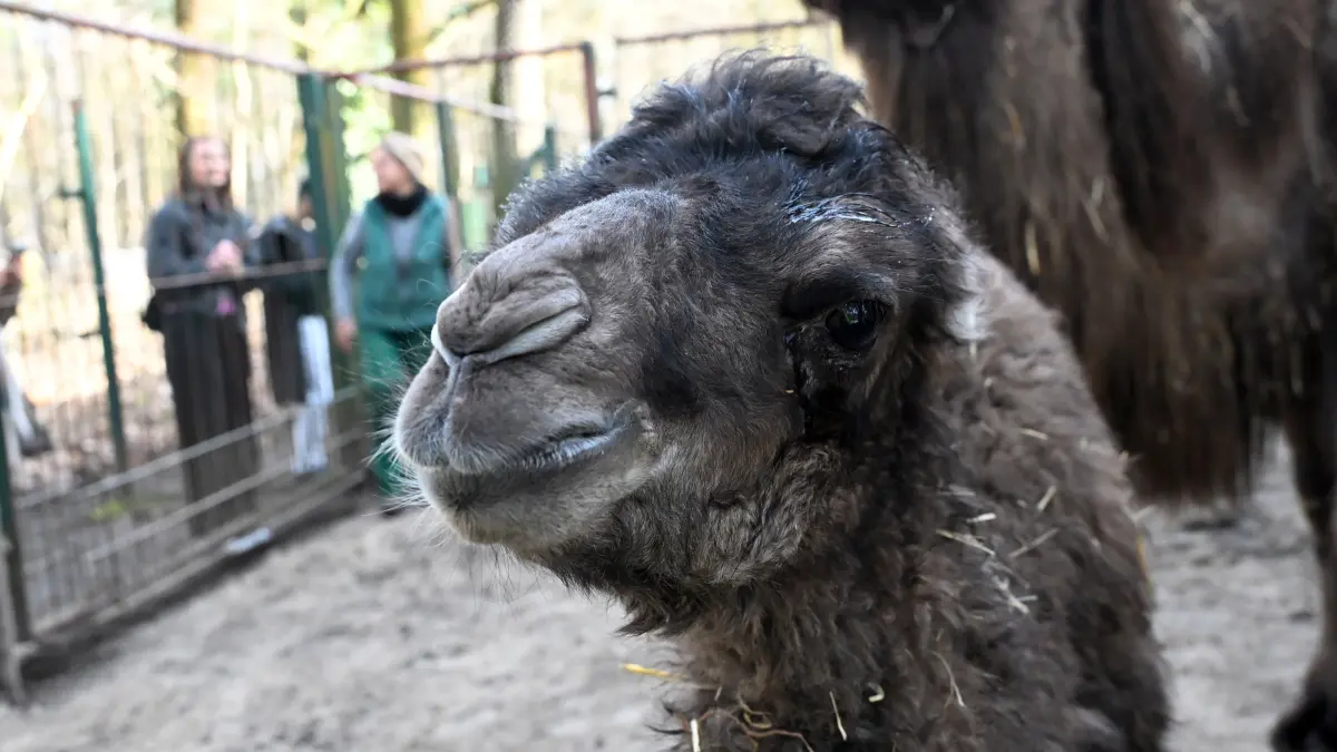 Tierpark Trampeltiernachwuchs: vorn: Rocco und Mutter Khashuri (7), hinten: Mina und Mutter Malia (8)
Mina und Rocco verstärken die Trampeltierfamilie
Passend zu den steigenden Temperaturen können sich die Besucher des Cottbuser Tierparks über doppelten Nachwuchs bei den zweihöckrigen Kamelen oder Trampeltieren freuen. Am 20. Februar wurde das Stutenfohlen Mina von „Malia“ und am 22. Februar das Hengstfohlen Rocco von „Khashuri“ geboren, die ihre Namen übrigens von einem Paten der Stutenmutter bzw. von ihren Tierpflegerinnen erhalten haben. Dank der Fürsorge ihrer Mütter und den erfahrenden Tierpflegern sind beide Fohlen inzwischen auf einem guten Weg und wachsen prächtig heran. Wie Tierpflegerin Yvonne Weigelt versicherte, hatte die eisige Kälte, die im Februar noch herrschte, dem jüngsten Tierparknachwuchs nichts ausgemacht, sie kamen über Nacht im kuschlig warmen mit Gummimatten und Stroh ausgelegten Stall zur Welt. Außerdem seien Trampeltiere sehr robust, denn sie sind Haustiere innerasiatischer Steppengebiete und wurden und werden als Tragtiere sowie als Lieferanten von Milch, Wollhaaren und Fleisch genutzt. In den ersten Tagen sei es sehr wichtig, dass sie schnell „auf die Beine“ kommen und viel Muttermilch trinken. Das habe auch diesmal recht gut geklappt.