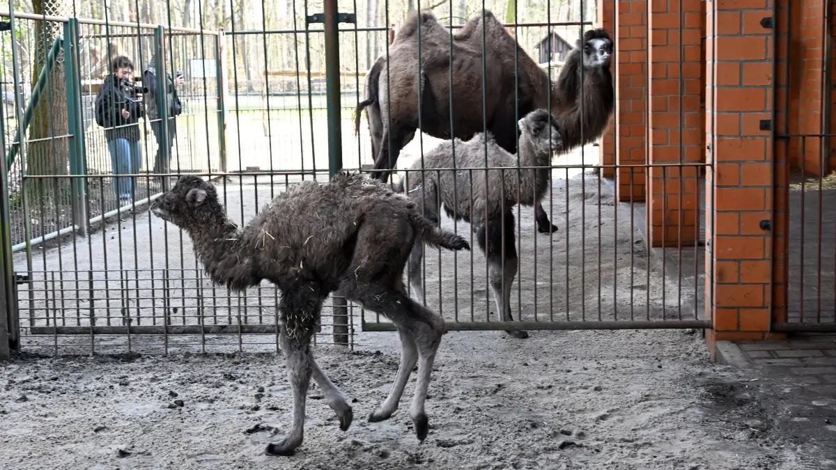 Tierpark Trampeltiernachwuchs: vorn: Rocco und Mutter Khashuri (7), hinten: Mina und Mutter Malia (8)
Mina und Rocco verstärken die Trampeltierfamilie
Passend zu den steigenden Temperaturen können sich die Besucher des Cottbuser Tierparks über doppelten Nachwuchs bei den zweihöckrigen Kamelen oder Trampeltieren freuen. Am 20. Februar wurde das Stutenfohlen Mina von „Malia“ und am 22. Februar das Hengstfohlen Rocco von „Khashuri“ geboren, die ihre Namen übrigens von einem Paten der Stutenmutter bzw. von ihren Tierpflegerinnen erhalten haben. Dank der Fürsorge ihrer Mütter und den erfahrenden Tierpflegern sind beide Fohlen inzwischen auf einem guten Weg und wachsen prächtig heran. Wie Tierpflegerin Yvonne Weigelt versicherte, hatte die eisige Kälte, die im Februar noch herrschte, dem jüngsten Tierparknachwuchs nichts ausgemacht, sie kamen über Nacht im kuschlig warmen mit Gummimatten und Stroh ausgelegten Stall zur Welt. Außerdem seien Trampeltiere sehr robust, denn sie sind Haustiere innerasiatischer Steppengebiete und wurden und werden als Tragtiere sowie als Lieferanten von Milch, Wollhaaren und Fleisch genutzt. In den ersten Tagen sei es sehr wichtig, dass sie schnell „auf die Beine“ kommen und viel Muttermilch trinken. Das habe auch diesmal recht gut geklappt.