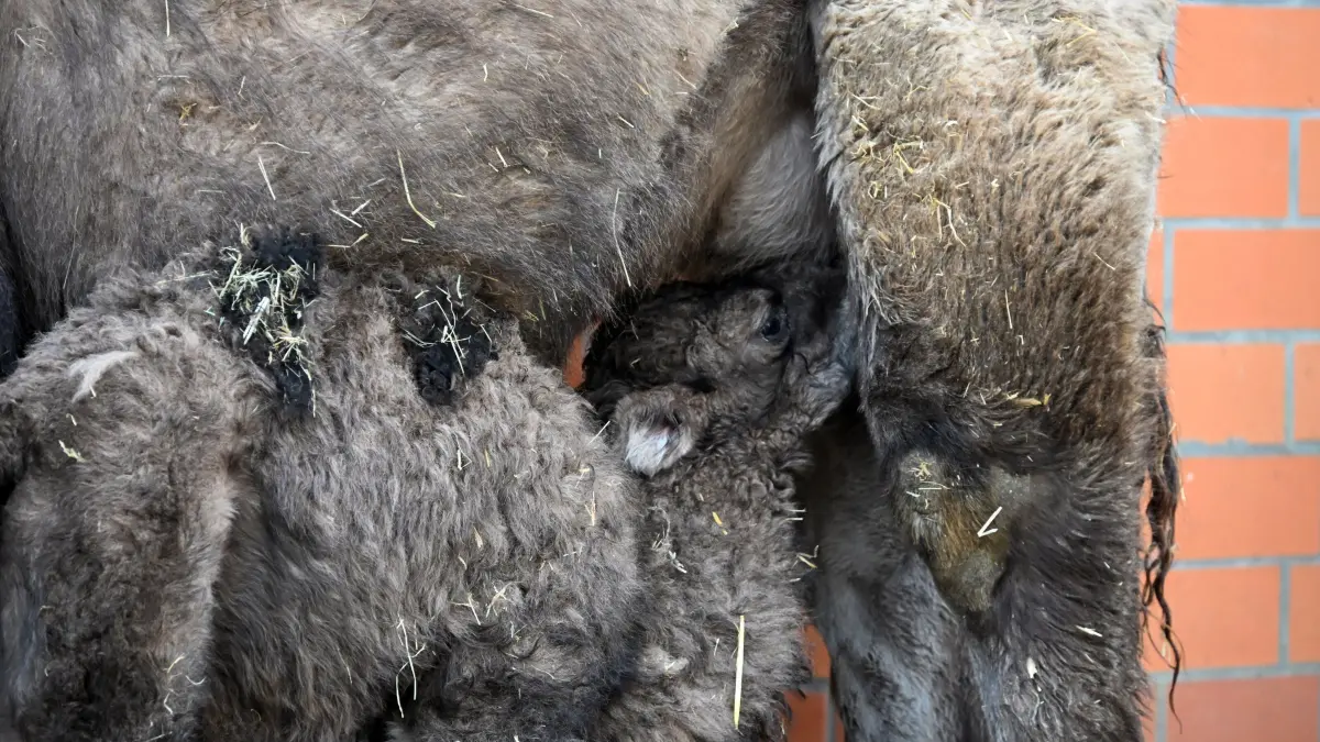 Tierpark Trampeltiernachwuchs: vorn: Rocco und Mutter Khashuri (7), hinten: Mina und Mutter Malia (8)
Mina und Rocco verstärken die Trampeltierfamilie
Passend zu den steigenden Temperaturen können sich die Besucher des Cottbuser Tierparks über doppelten Nachwuchs bei den zweihöckrigen Kamelen oder Trampeltieren freuen. Am 20. Februar wurde das Stutenfohlen Mina von „Malia“ und am 22. Februar das Hengstfohlen Rocco von „Khashuri“ geboren, die ihre Namen übrigens von einem Paten der Stutenmutter bzw. von ihren Tierpflegerinnen erhalten haben. Dank der Fürsorge ihrer Mütter und den erfahrenden Tierpflegern sind beide Fohlen inzwischen auf einem guten Weg und wachsen prächtig heran. Wie Tierpflegerin Yvonne Weigelt versicherte, hatte die eisige Kälte, die im Februar noch herrschte, dem jüngsten Tierparknachwuchs nichts ausgemacht, sie kamen über Nacht im kuschlig warmen mit Gummimatten und Stroh ausgelegten Stall zur Welt. Außerdem seien Trampeltiere sehr robust, denn sie sind Haustiere innerasiatischer Steppengebiete und wurden und werden als Tragtiere sowie als Lieferanten von Milch, Wollhaaren und Fleisch genutzt. In den ersten Tagen sei es sehr wichtig, dass sie schnell „auf die Beine“ kommen und viel Muttermilch trinken. Das habe auch diesmal recht gut geklappt.