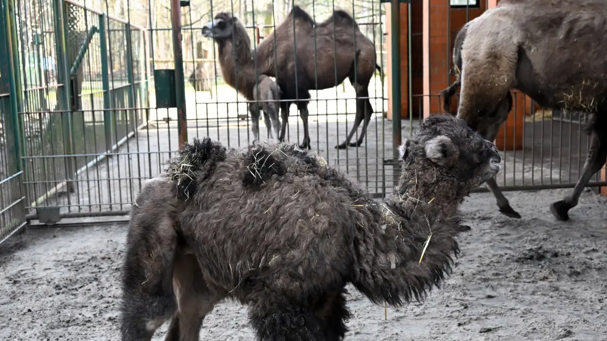 Tierpark Trampeltiernachwuchs: vorn: Rocco und Mutter Khashuri (7), hinten: Mina und Mutter Malia (8)
Mina und Rocco verstärken die Trampeltierfamilie
Passend zu den steigenden Temperaturen können sich die Besucher des Cottbuser Tierparks über doppelten Nachwuchs bei den zweihöckrigen Kamelen oder Trampeltieren freuen. Am 20. Februar wurde das Stutenfohlen Mina von „Malia“ und am 22. Februar das Hengstfohlen Rocco von „Khashuri“ geboren, die ihre Namen übrigens von einem Paten der Stutenmutter bzw. von ihren Tierpflegerinnen erhalten haben. Dank der Fürsorge ihrer Mütter und den erfahrenden Tierpflegern sind beide Fohlen inzwischen auf einem guten Weg und wachsen prächtig heran. Wie Tierpflegerin Yvonne Weigelt versicherte, hatte die eisige Kälte, die im Februar noch herrschte, dem jüngsten Tierparknachwuchs nichts ausgemacht, sie kamen über Nacht im kuschlig warmen mit Gummimatten und Stroh ausgelegten Stall zur Welt. Außerdem seien Trampeltiere sehr robust, denn sie sind Haustiere innerasiatischer Steppengebiete und wurden und werden als Tragtiere sowie als Lieferanten von Milch, Wollhaaren und Fleisch genutzt. In den ersten Tagen sei es sehr wichtig, dass sie schnell „auf die Beine“ kommen und viel Muttermilch trinken. Das habe auch diesmal recht gut geklappt.