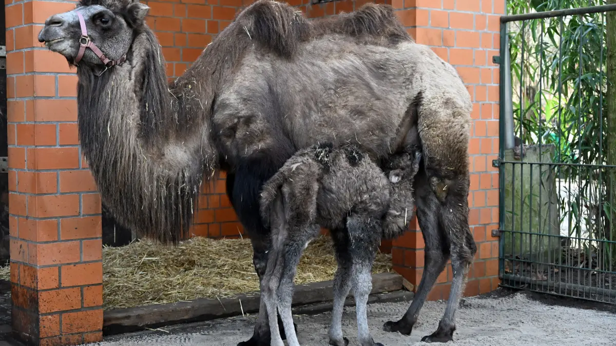Tierpark Trampeltiernachwuchs: vorn: Rocco und Mutter Khashuri (7), hinten: Mina und Mutter Malia (8)
Mina und Rocco verstärken die Trampeltierfamilie
Passend zu den steigenden Temperaturen können sich die Besucher des Cottbuser Tierparks über doppelten Nachwuchs bei den zweihöckrigen Kamelen oder Trampeltieren freuen. Am 20. Februar wurde das Stutenfohlen Mina von „Malia“ und am 22. Februar das Hengstfohlen Rocco von „Khashuri“ geboren, die ihre Namen übrigens von einem Paten der Stutenmutter bzw. von ihren Tierpflegerinnen erhalten haben. Dank der Fürsorge ihrer Mütter und den erfahrenden Tierpflegern sind beide Fohlen inzwischen auf einem guten Weg und wachsen prächtig heran. Wie Tierpflegerin Yvonne Weigelt versicherte, hatte die eisige Kälte, die im Februar noch herrschte, dem jüngsten Tierparknachwuchs nichts ausgemacht, sie kamen über Nacht im kuschlig warmen mit Gummimatten und Stroh ausgelegten Stall zur Welt. Außerdem seien Trampeltiere sehr robust, denn sie sind Haustiere innerasiatischer Steppengebiete und wurden und werden als Tragtiere sowie als Lieferanten von Milch, Wollhaaren und Fleisch genutzt. In den ersten Tagen sei es sehr wichtig, dass sie schnell „auf die Beine“ kommen und viel Muttermilch trinken. Das habe auch diesmal recht gut geklappt.