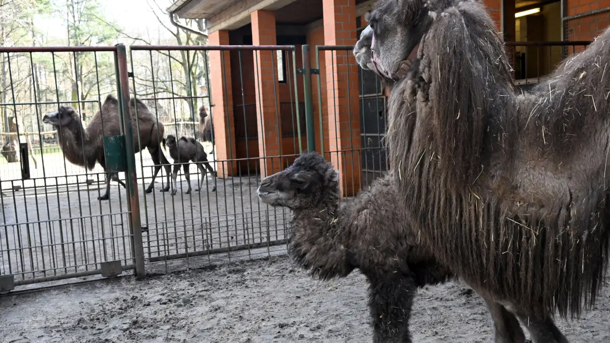 Tierpark Trampeltiernachwuchs: vorn: Rocco und Mutter Khashuri (7), hinten: Mina und Mutter Malia (8)
Mina und Rocco verstärken die Trampeltierfamilie
Passend zu den steigenden Temperaturen können sich die Besucher des Cottbuser Tierparks über doppelten Nachwuchs bei den zweihöckrigen Kamelen oder Trampeltieren freuen. Am 20. Februar wurde das Stutenfohlen Mina von „Malia“ und am 22. Februar das Hengstfohlen Rocco von „Khashuri“ geboren, die ihre Namen übrigens von einem Paten der Stutenmutter bzw. von ihren Tierpflegerinnen erhalten haben. Dank der Fürsorge ihrer Mütter und den erfahrenden Tierpflegern sind beide Fohlen inzwischen auf einem guten Weg und wachsen prächtig heran. Wie Tierpflegerin Yvonne Weigelt versicherte, hatte die eisige Kälte, die im Februar noch herrschte, dem jüngsten Tierparknachwuchs nichts ausgemacht, sie kamen über Nacht im kuschlig warmen mit Gummimatten und Stroh ausgelegten Stall zur Welt. Außerdem seien Trampeltiere sehr robust, denn sie sind Haustiere innerasiatischer Steppengebiete und wurden und werden als Tragtiere sowie als Lieferanten von Milch, Wollhaaren und Fleisch genutzt. In den ersten Tagen sei es sehr wichtig, dass sie schnell „auf die Beine“ kommen und viel Muttermilch trinken. Das habe auch diesmal recht gut geklappt.