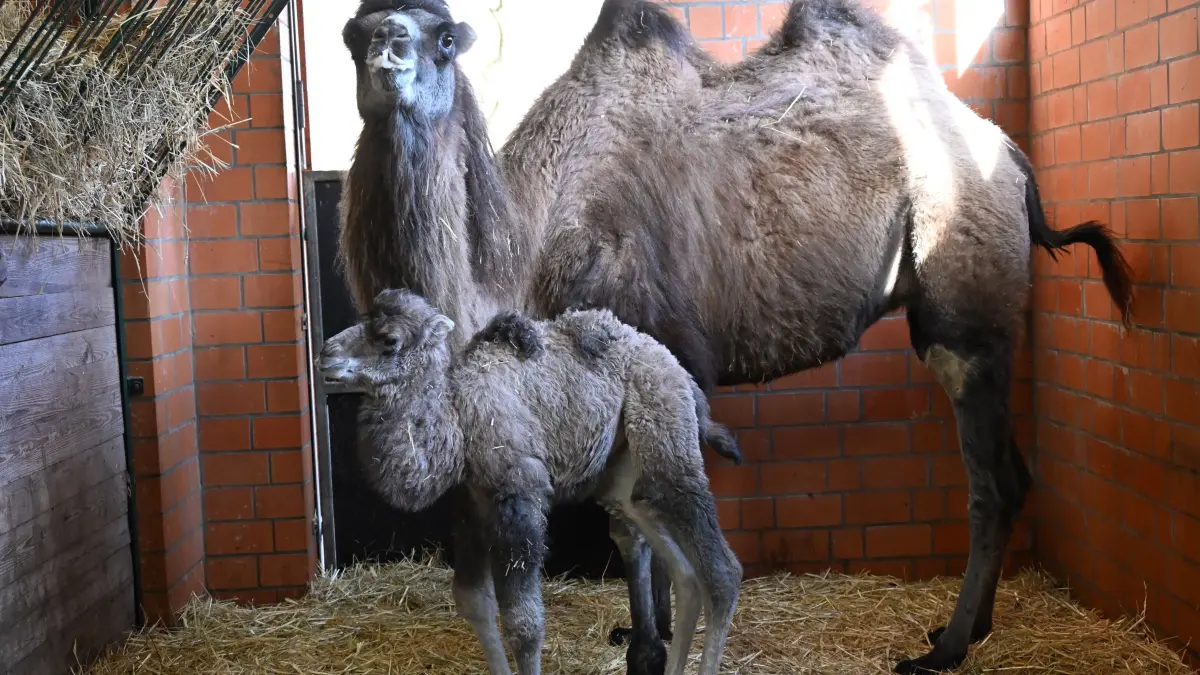 Tierpark Trampeltiernachwuchs: Rocco und Khashuri (7)
Mina und Rocco verstärken die Trampeltierfamilie
Passend zu den steigenden Temperaturen können sich die Besucher des Cottbuser Tierparks über doppelten Nachwuchs bei den zweihöckrigen Kamelen oder Trampeltieren freuen. Am 20. Februar wurde das Stutenfohlen Mina von „Malia“ und am 22. Februar das Hengstfohlen Rocco von „Khashuri“ geboren, die ihre Namen übrigens von einem Paten der Stutenmutter bzw. von ihren Tierpflegerinnen erhalten haben. Dank der Fürsorge ihrer Mütter und den erfahrenden Tierpflegern sind beide Fohlen inzwischen auf einem guten Weg und wachsen prächtig heran. Wie Tierpflegerin Yvonne Weigelt versicherte, hatte die eisige Kälte, die im Februar noch herrschte, dem jüngsten Tierparknachwuchs nichts ausgemacht, sie kamen über Nacht im kuschlig warmen mit Gummimatten und Stroh ausgelegten Stall zur Welt. Außerdem seien Trampeltiere sehr robust, denn sie sind Haustiere innerasiatischer Steppengebiete und wurden und werden als Tragtiere sowie als Lieferanten von Milch, Wollhaaren und Fleisch genutzt. In den ersten Tagen sei es sehr wichtig, dass sie schnell „auf die Beine“ kommen und viel Muttermilch trinken. Das habe auch diesmal recht gut geklappt.