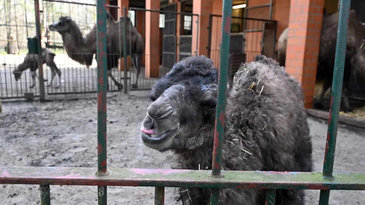Tierpark Trampeltiernachwuchs: vorn: Rocco und Mutter Khashuri (7), hinten: Mina und Mutter Malia (8)
Mina und Rocco verstärken die Trampeltierfamilie
Passend zu den steigenden Temperaturen können sich die Besucher des Cottbuser Tierparks über doppelten Nachwuchs bei den zweihöckrigen Kamelen oder Trampeltieren freuen. Am 20. Februar wurde das Stutenfohlen Mina von „Malia“ und am 22. Februar das Hengstfohlen Rocco von „Khashuri“ geboren, die ihre Namen übrigens von einem Paten der Stutenmutter bzw. von ihren Tierpflegerinnen erhalten haben. Dank der Fürsorge ihrer Mütter und den erfahrenden Tierpflegern sind beide Fohlen inzwischen auf einem guten Weg und wachsen prächtig heran. Wie Tierpflegerin Yvonne Weigelt versicherte, hatte die eisige Kälte, die im Februar noch herrschte, dem jüngsten Tierparknachwuchs nichts ausgemacht, sie kamen über Nacht im kuschlig warmen mit Gummimatten und Stroh ausgelegten Stall zur Welt. Außerdem seien Trampeltiere sehr robust, denn sie sind Haustiere innerasiatischer Steppengebiete und wurden und werden als Tragtiere sowie als Lieferanten von Milch, Wollhaaren und Fleisch genutzt. In den ersten Tagen sei es sehr wichtig, dass sie schnell „auf die Beine“ kommen und viel Muttermilch trinken. Das habe auch diesmal recht gut geklappt.