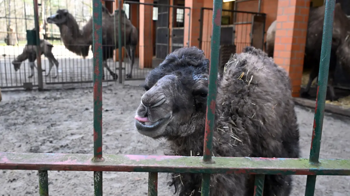 Tierpark Trampeltiernachwuchs: vorn: Rocco und Mutter Khashuri (7), hinten: Mina und Mutter Malia (8)
Mina und Rocco verstärken die Trampeltierfamilie
Passend zu den steigenden Temperaturen können sich die Besucher des Cottbuser Tierparks über doppelten Nachwuchs bei den zweihöckrigen Kamelen oder Trampeltieren freuen. Am 20. Februar wurde das Stutenfohlen Mina von „Malia“ und am 22. Februar das Hengstfohlen Rocco von „Khashuri“ geboren, die ihre Namen übrigens von einem Paten der Stutenmutter bzw. von ihren Tierpflegerinnen erhalten haben. Dank der Fürsorge ihrer Mütter und den erfahrenden Tierpflegern sind beide Fohlen inzwischen auf einem guten Weg und wachsen prächtig heran. Wie Tierpflegerin Yvonne Weigelt versicherte, hatte die eisige Kälte, die im Februar noch herrschte, dem jüngsten Tierparknachwuchs nichts ausgemacht, sie kamen über Nacht im kuschlig warmen mit Gummimatten und Stroh ausgelegten Stall zur Welt. Außerdem seien Trampeltiere sehr robust, denn sie sind Haustiere innerasiatischer Steppengebiete und wurden und werden als Tragtiere sowie als Lieferanten von Milch, Wollhaaren und Fleisch genutzt. In den ersten Tagen sei es sehr wichtig, dass sie schnell „auf die Beine“ kommen und viel Muttermilch trinken. Das habe auch diesmal recht gut geklappt.