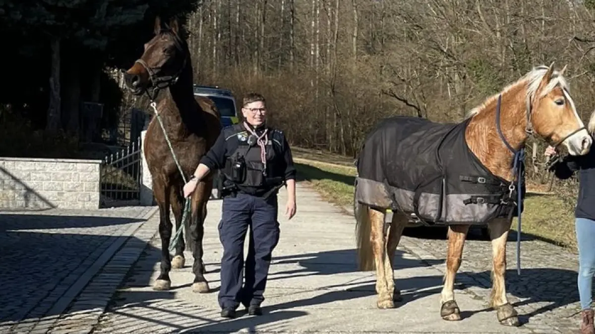 Autobahnpolizistin mit eingefangenem Pferd.