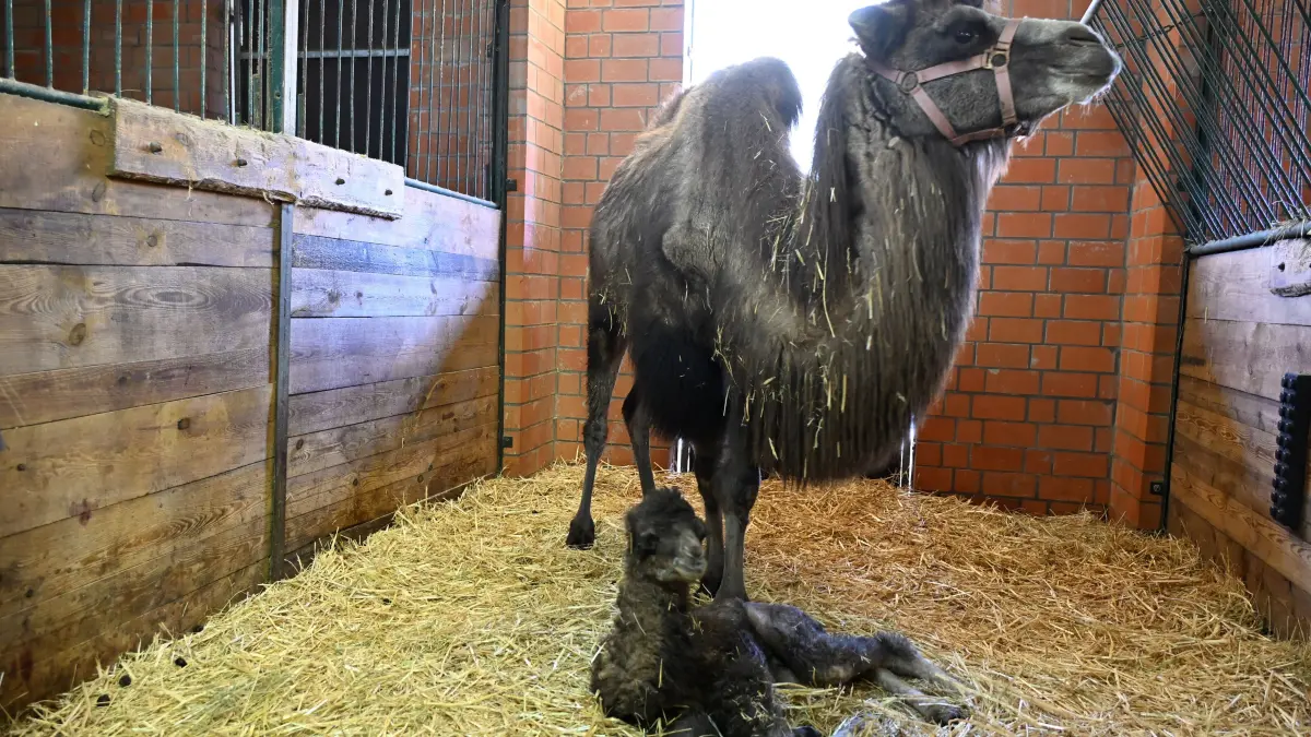 Tierpark Trampeltiernachwuchs: Mina und Mutter Malia (8), Zootierpflegerin Heike Jandke
Mina und Rocco verstärken die Trampeltierfamilie
Passend zu den steigenden Temperaturen können sich die Besucher des Cottbuser Tierparks über doppelten Nachwuchs bei den zweihöckrigen Kamelen oder Trampeltieren freuen. Am 20. Februar wurde das Stutenfohlen Mina von „Malia“ und am 22. Februar das Hengstfohlen Rocco von „Khashuri“ geboren, die ihre Namen übrigens von einem Paten der Stutenmutter bzw. von ihren Tierpflegerinnen erhalten haben. Dank der Fürsorge ihrer Mütter und den erfahrenden Tierpflegern sind beide Fohlen inzwischen auf einem guten Weg und wachsen prächtig heran. Wie Tierpflegerin Yvonne Weigelt versicherte, hatte die eisige Kälte, die im Februar noch herrschte, dem jüngsten Tierparknachwuchs nichts ausgemacht, sie kamen über Nacht im kuschlig warmen mit Gummimatten und Stroh ausgelegten Stall zur Welt. Außerdem seien Trampeltiere sehr robust, denn sie sind Haustiere innerasiatischer Steppengebiete und wurden und werden als Tragtiere sowie als Lieferanten von Milch, Wollhaaren und Fleisch genutzt. In den ersten Tagen sei es sehr wichtig, dass sie schnell „auf die Beine“ kommen und viel Muttermilch trinken. Das habe auch diesmal recht gut geklappt.
