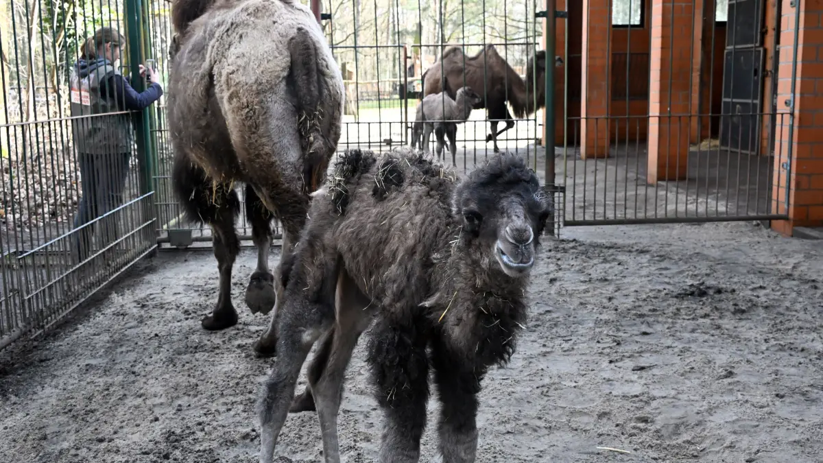 Tierpark Trampeltiernachwuchs: vorn: Rocco und Mutter Khashuri (7), hinten: Mina und Mutter Malia (8)
Mina und Rocco verstärken die Trampeltierfamilie
Passend zu den steigenden Temperaturen können sich die Besucher des Cottbuser Tierparks über doppelten Nachwuchs bei den zweihöckrigen Kamelen oder Trampeltieren freuen. Am 20. Februar wurde das Stutenfohlen Mina von „Malia“ und am 22. Februar das Hengstfohlen Rocco von „Khashuri“ geboren, die ihre Namen übrigens von einem Paten der Stutenmutter bzw. von ihren Tierpflegerinnen erhalten haben. Dank der Fürsorge ihrer Mütter und den erfahrenden Tierpflegern sind beide Fohlen inzwischen auf einem guten Weg und wachsen prächtig heran. Wie Tierpflegerin Yvonne Weigelt versicherte, hatte die eisige Kälte, die im Februar noch herrschte, dem jüngsten Tierparknachwuchs nichts ausgemacht, sie kamen über Nacht im kuschlig warmen mit Gummimatten und Stroh ausgelegten Stall zur Welt. Außerdem seien Trampeltiere sehr robust, denn sie sind Haustiere innerasiatischer Steppengebiete und wurden und werden als Tragtiere sowie als Lieferanten von Milch, Wollhaaren und Fleisch genutzt. In den ersten Tagen sei es sehr wichtig, dass sie schnell „auf die Beine“ kommen und viel Muttermilch trinken. Das habe auch diesmal recht gut geklappt.