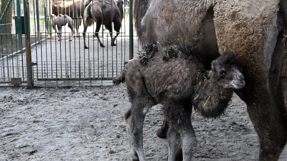 Tierpark Trampeltiernachwuchs: vorn: Rocco und Mutter Khashuri (7), hinten: Mina und Mutter Malia (8)
Mina und Rocco verstärken die Trampeltierfamilie
Passend zu den steigenden Temperaturen können sich die Besucher des Cottbuser Tierparks über doppelten Nachwuchs bei den zweihöckrigen Kamelen oder Trampeltieren freuen. Am 20. Februar wurde das Stutenfohlen Mina von „Malia“ und am 22. Februar das Hengstfohlen Rocco von „Khashuri“ geboren, die ihre Namen übrigens von einem Paten der Stutenmutter bzw. von ihren Tierpflegerinnen erhalten haben. Dank der Fürsorge ihrer Mütter und den erfahrenden Tierpflegern sind beide Fohlen inzwischen auf einem guten Weg und wachsen prächtig heran. Wie Tierpflegerin Yvonne Weigelt versicherte, hatte die eisige Kälte, die im Februar noch herrschte, dem jüngsten Tierparknachwuchs nichts ausgemacht, sie kamen über Nacht im kuschlig warmen mit Gummimatten und Stroh ausgelegten Stall zur Welt. Außerdem seien Trampeltiere sehr robust, denn sie sind Haustiere innerasiatischer Steppengebiete und wurden und werden als Tragtiere sowie als Lieferanten von Milch, Wollhaaren und Fleisch genutzt. In den ersten Tagen sei es sehr wichtig, dass sie schnell „auf die Beine“ kommen und viel Muttermilch trinken. Das habe auch diesmal recht gut geklappt.